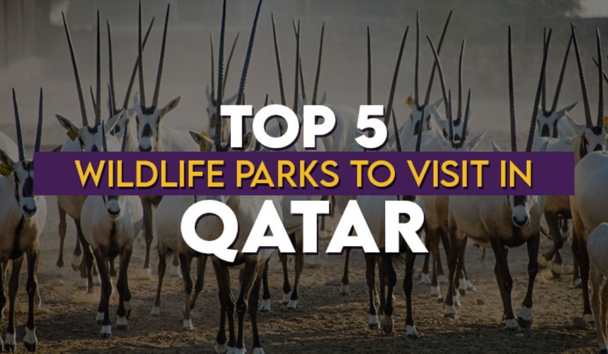 Top 5 Wildlife Parks to Visit in Qatar